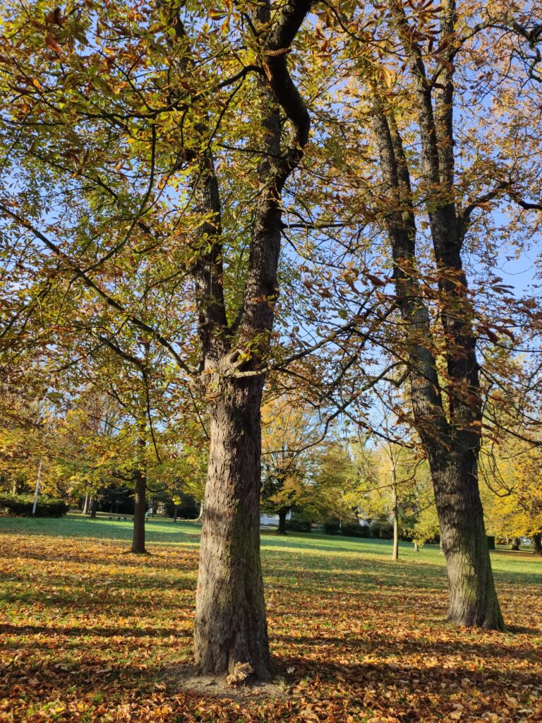 Listnaté stromy ve Smetanových sadech