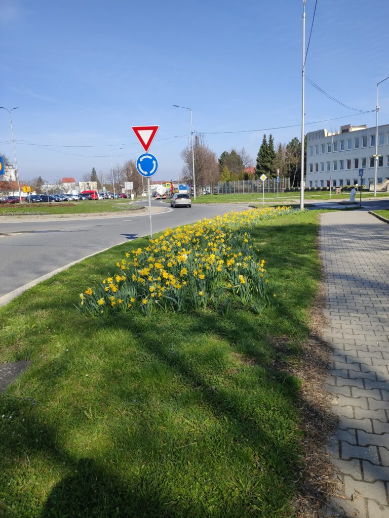 Kvetoucí záhon s narcisy na ul. Sokolovská