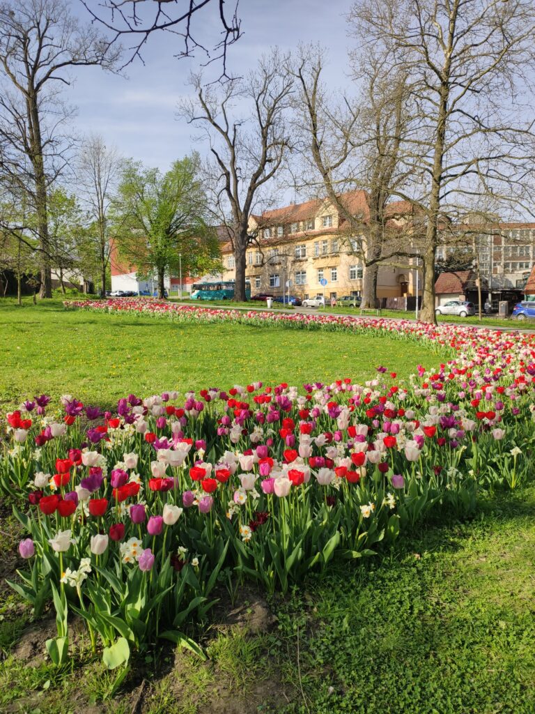 Záhon s tulipány v Janáčkových sadech