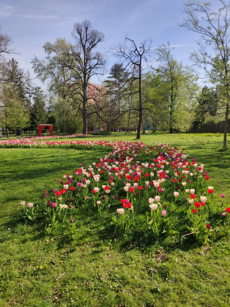 Rozkvetlé tulipány v Janáčkových sadech