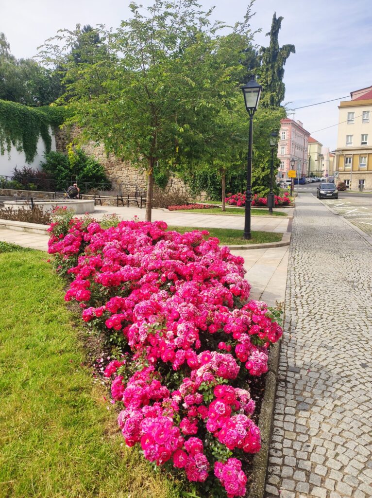 Kvetoucí růže u zámku Žerotínů