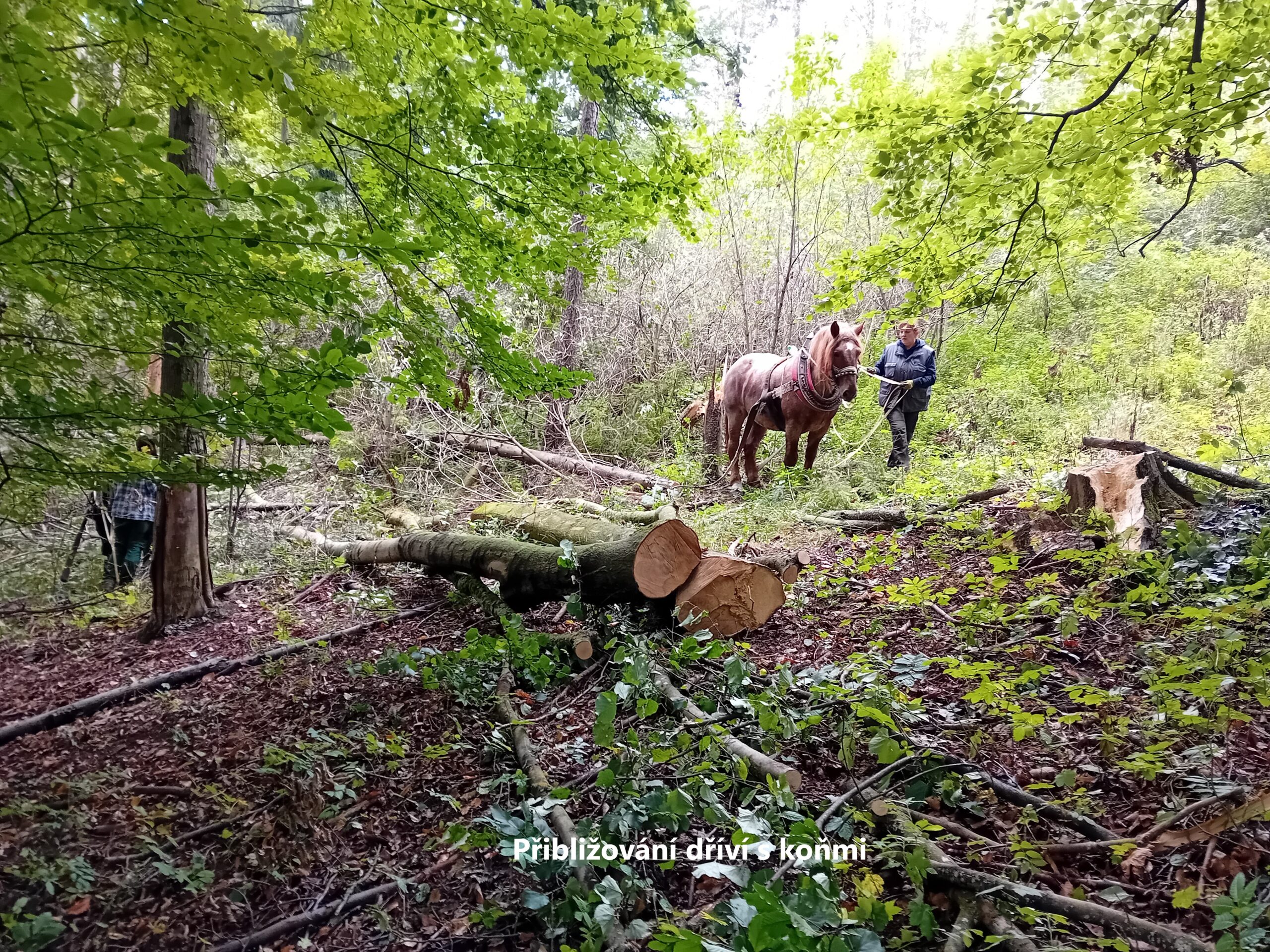 Přibližování dříví koňmi